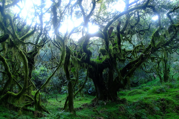 奇想天外だったキリマンジャロ