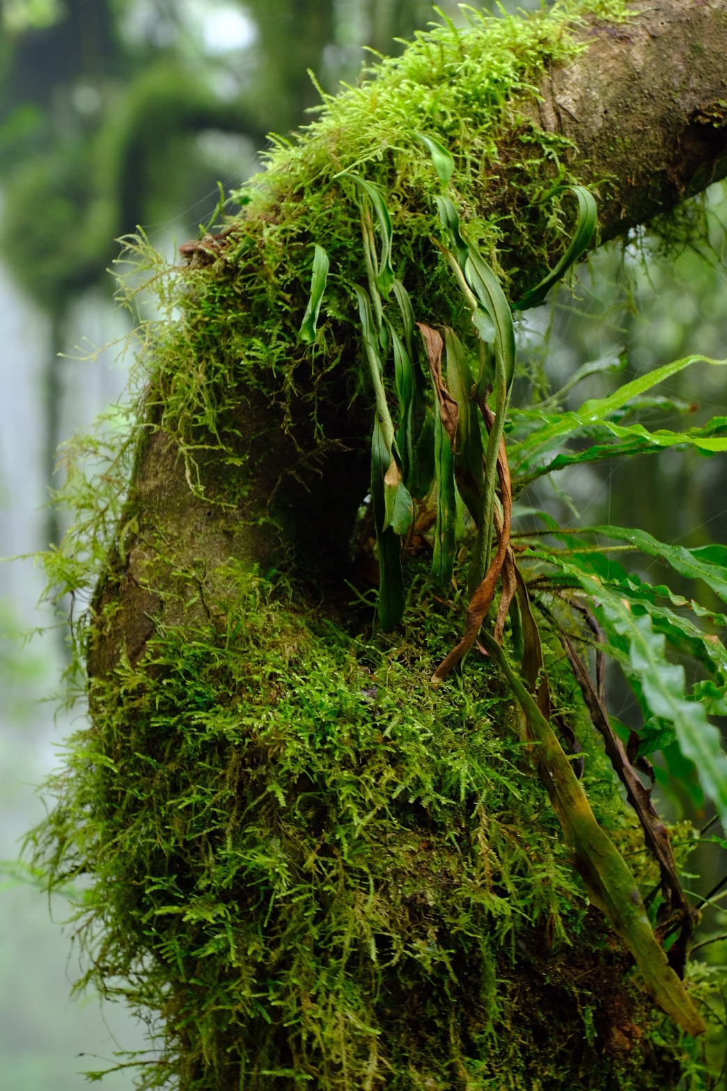 2019年7月 タンザニア・キリマンジャロ｜写真集｜野口絵子オフィシャル